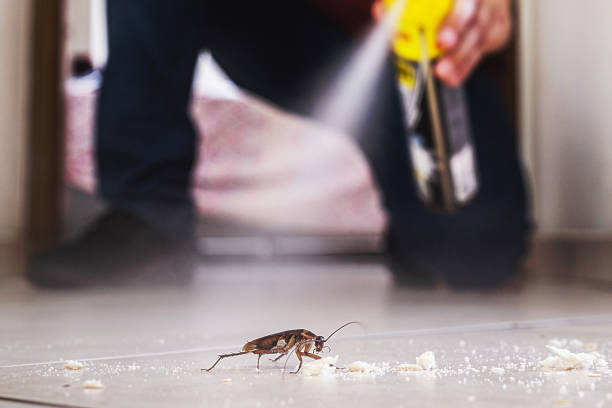 Best Flea Control Services  in Lindenwold, NJ
