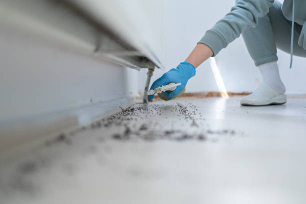 Best Affordable Pest Control Services  in Lindenwold, NJ